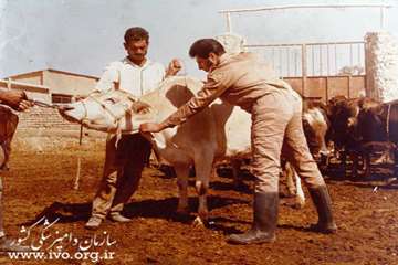 عکس های قدیمی دامپزشکی